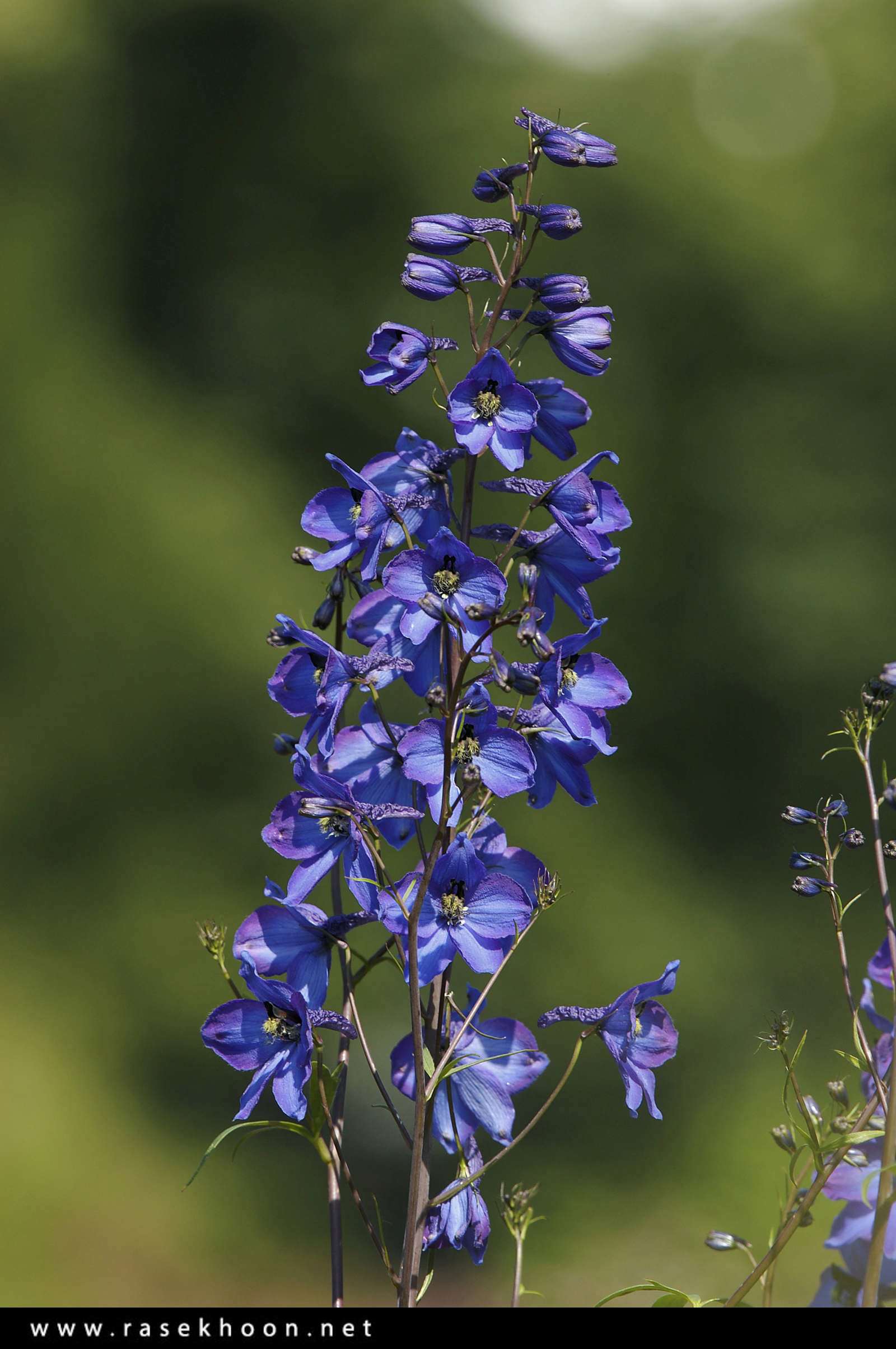 گل های زیبا