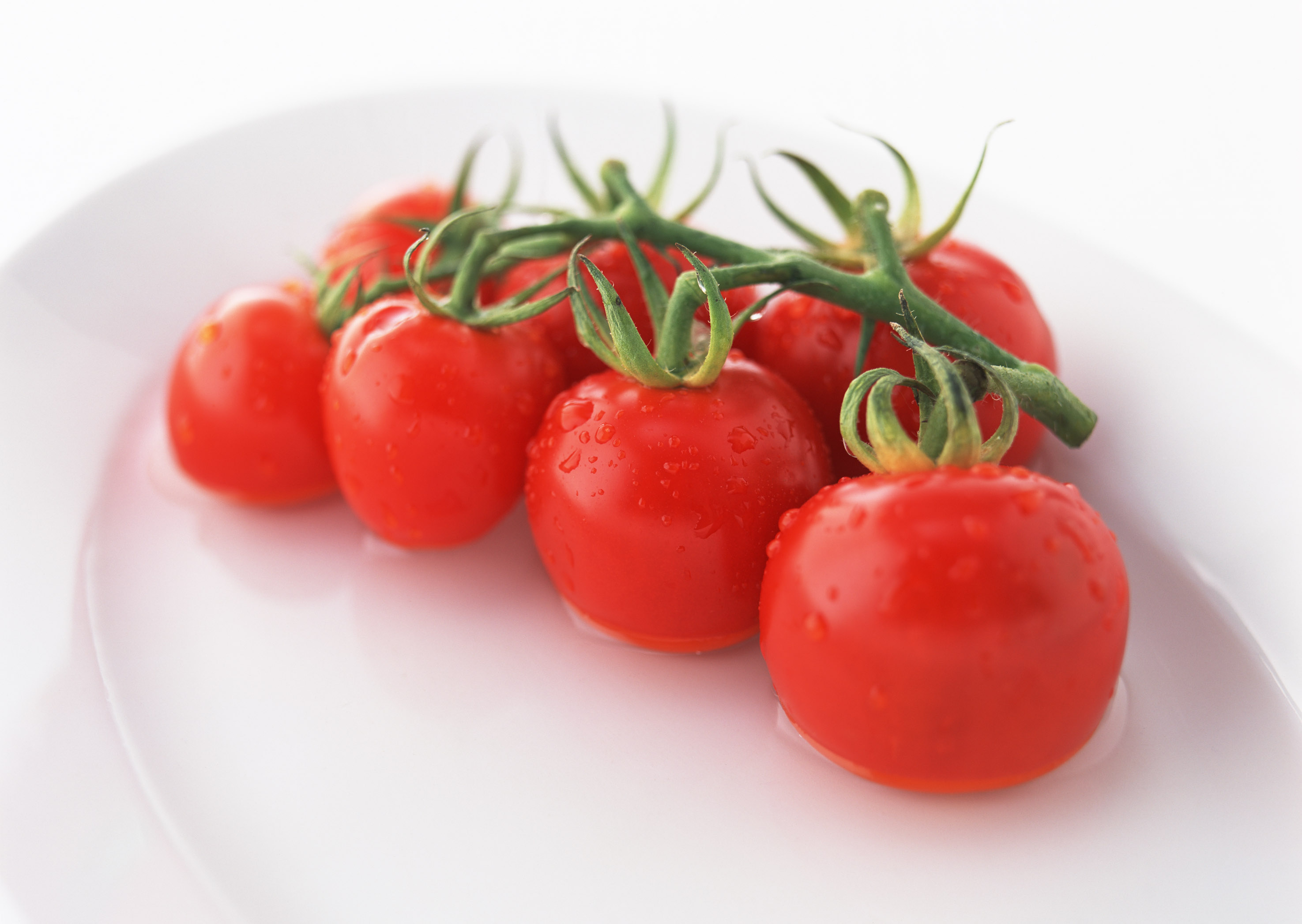گوجه فرنگی