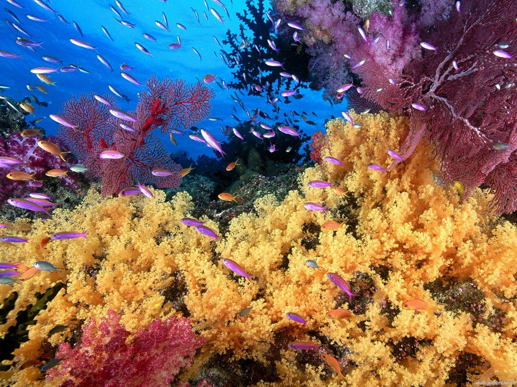 دنیای زیر آب