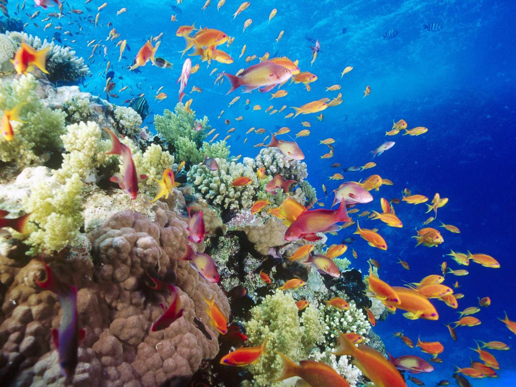 دنیای زیر آب