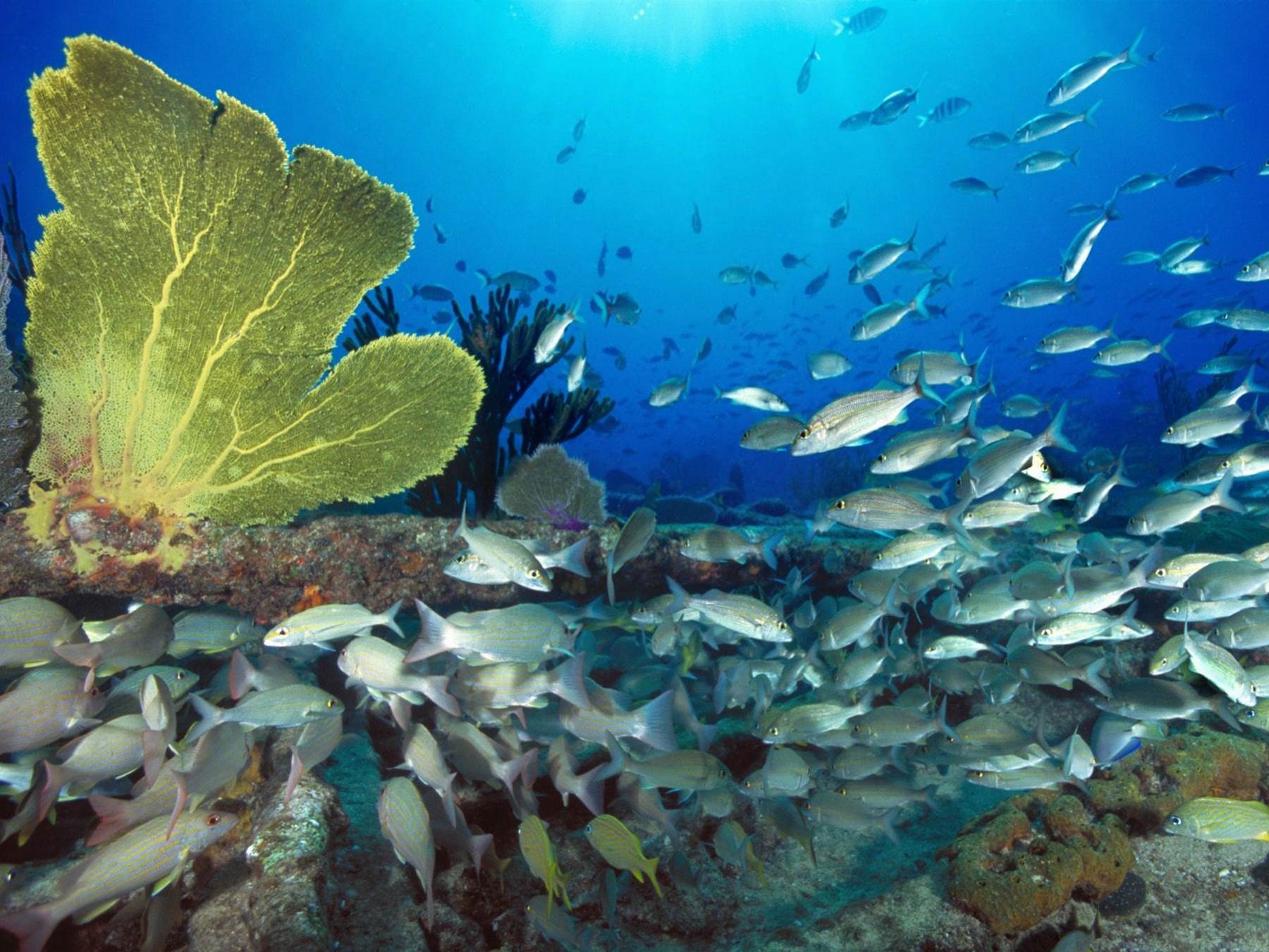 دنیای زیر آب
