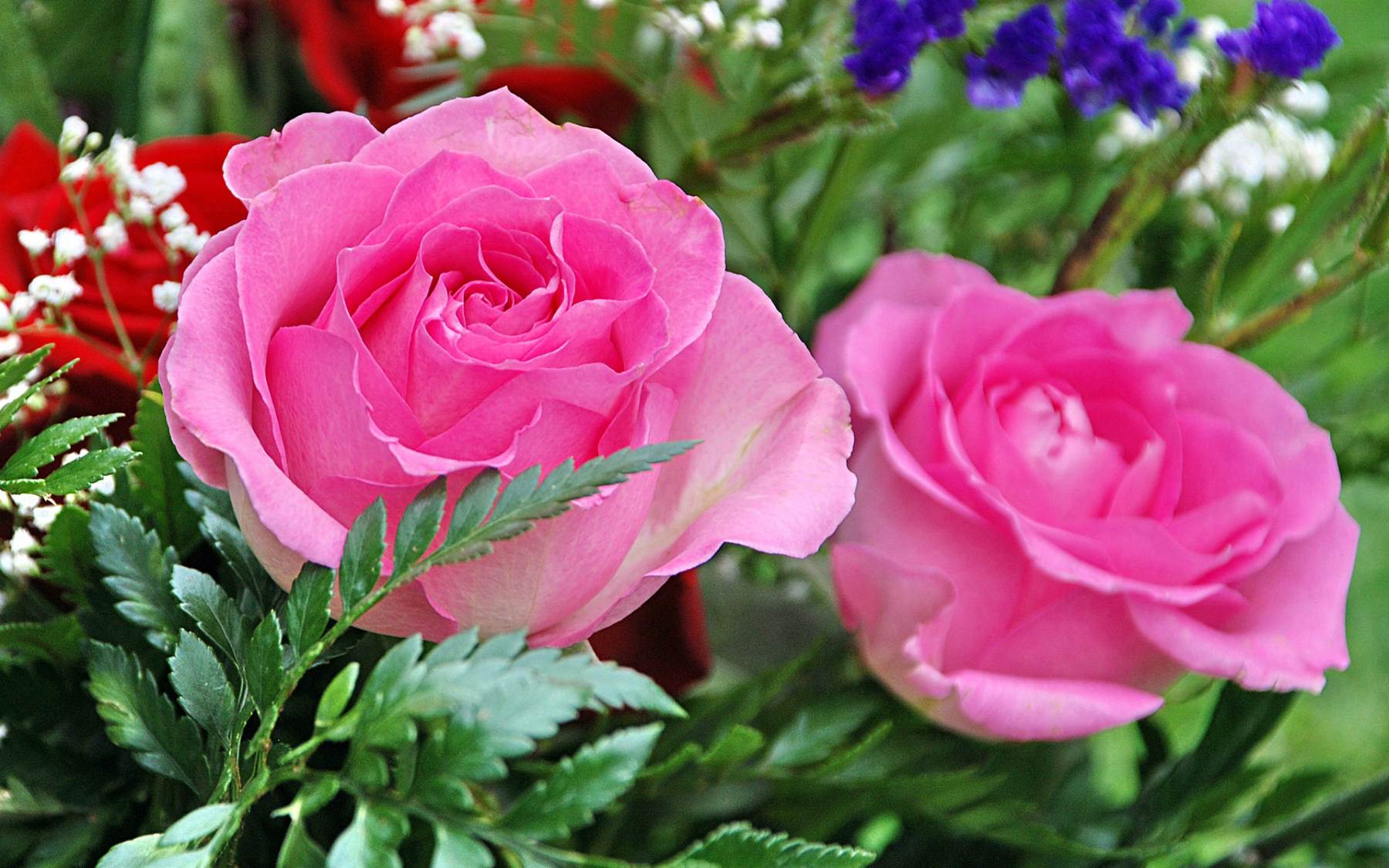 گل های شاداب و زیبا