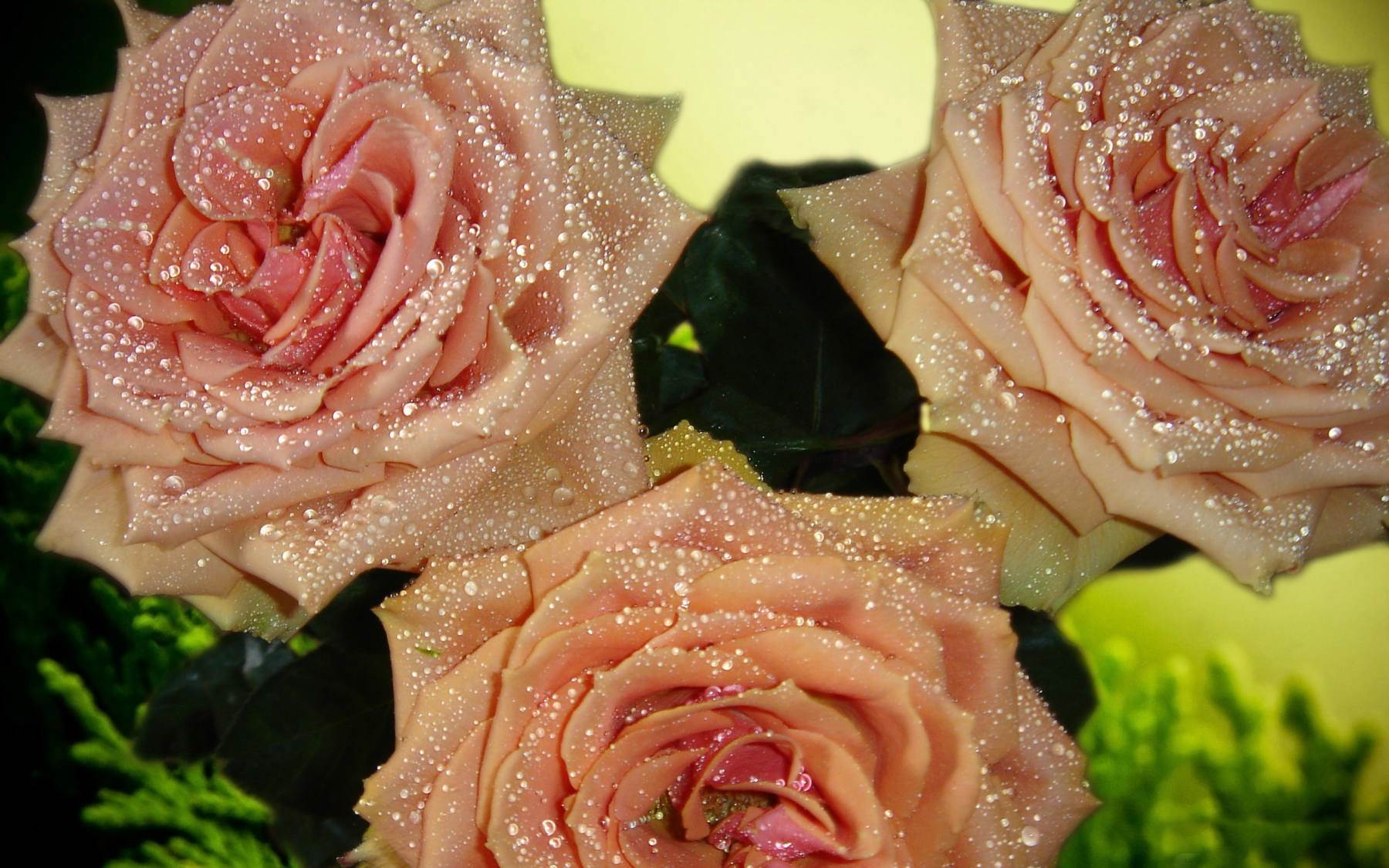 گل های شاداب و زیبا
