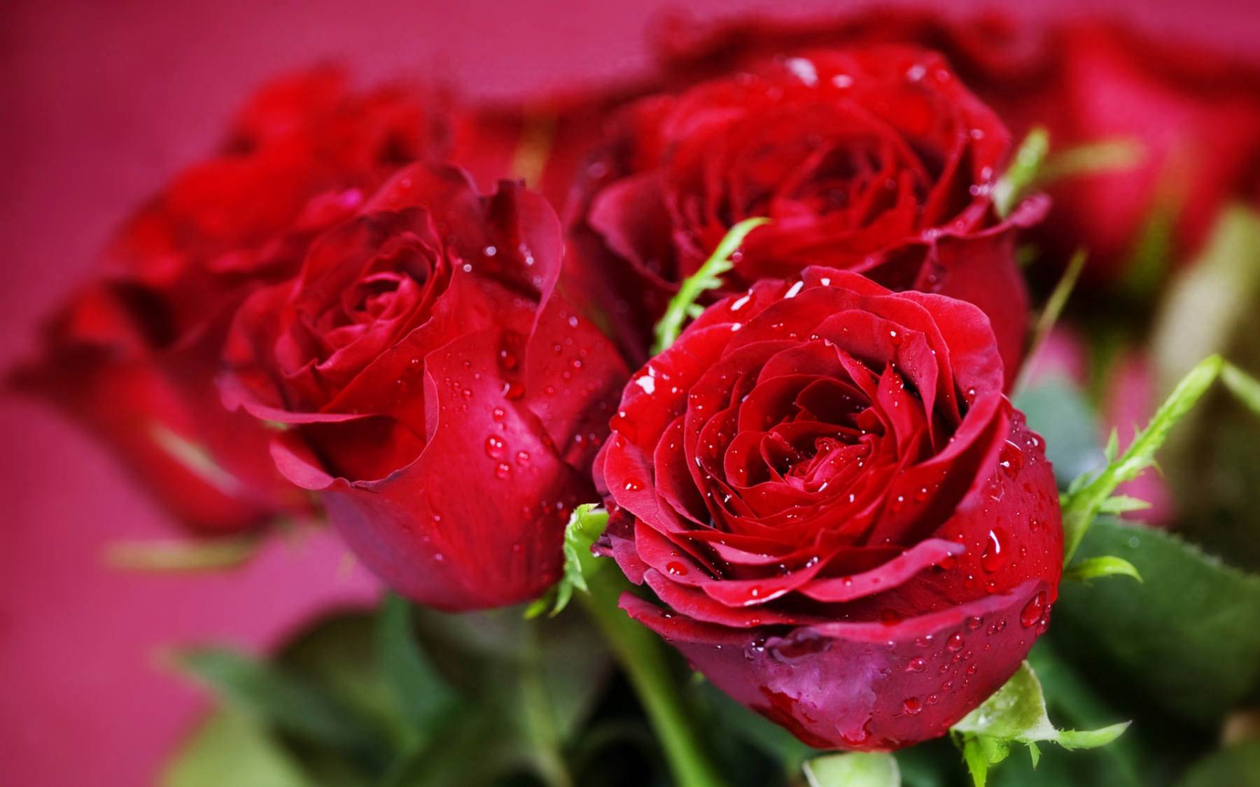 گل های شاداب و زیبا
