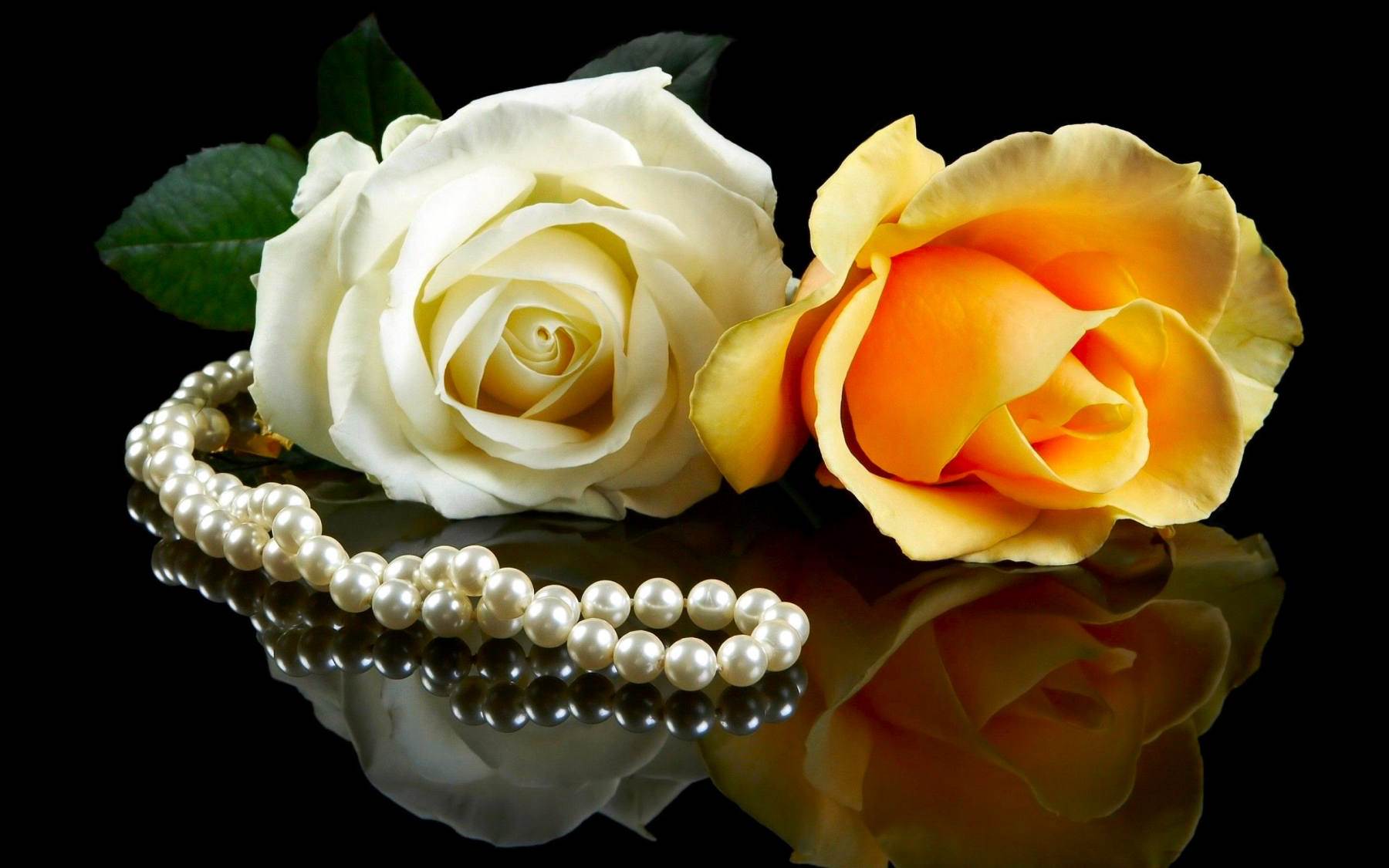 گل های شاداب و زیبا