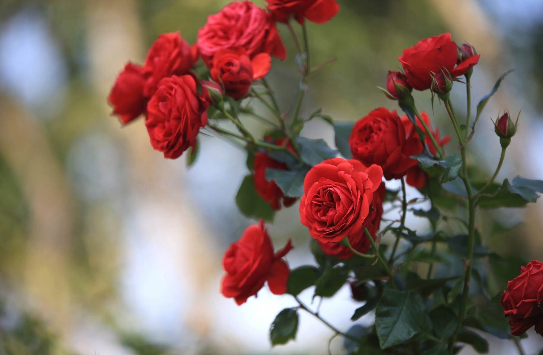 گل های شاداب و زیبا