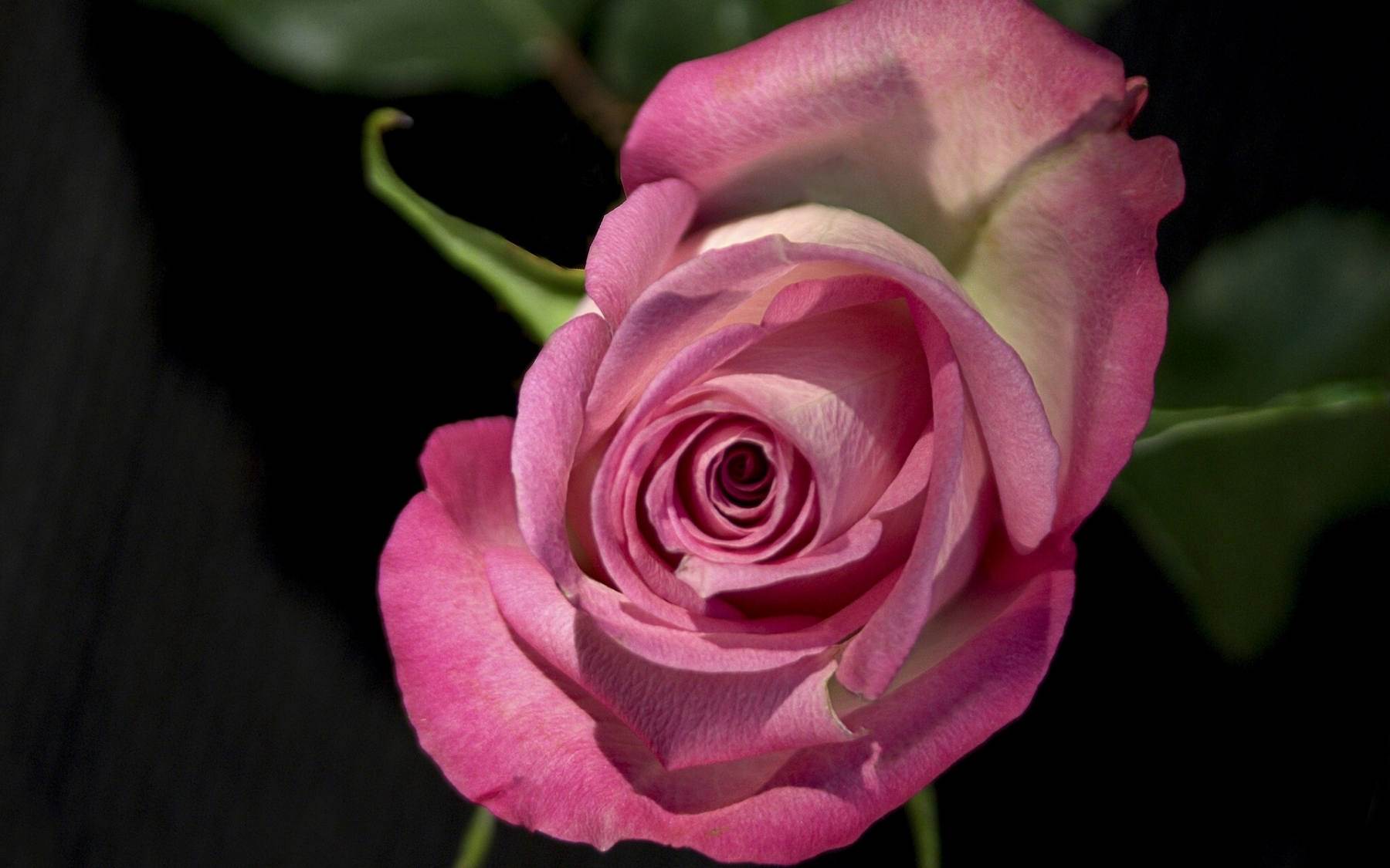 گل های شاداب و زیبا