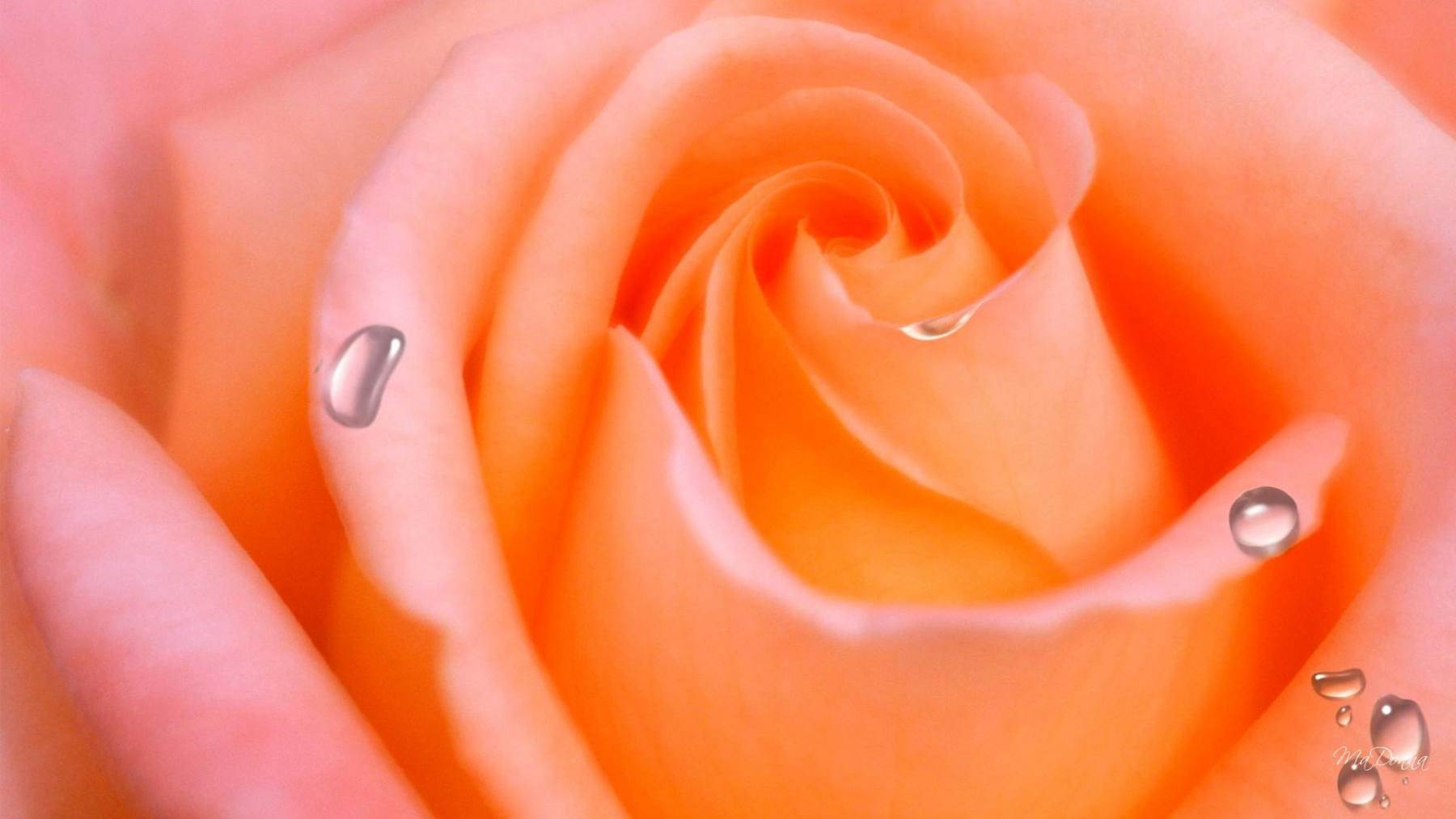گل رز