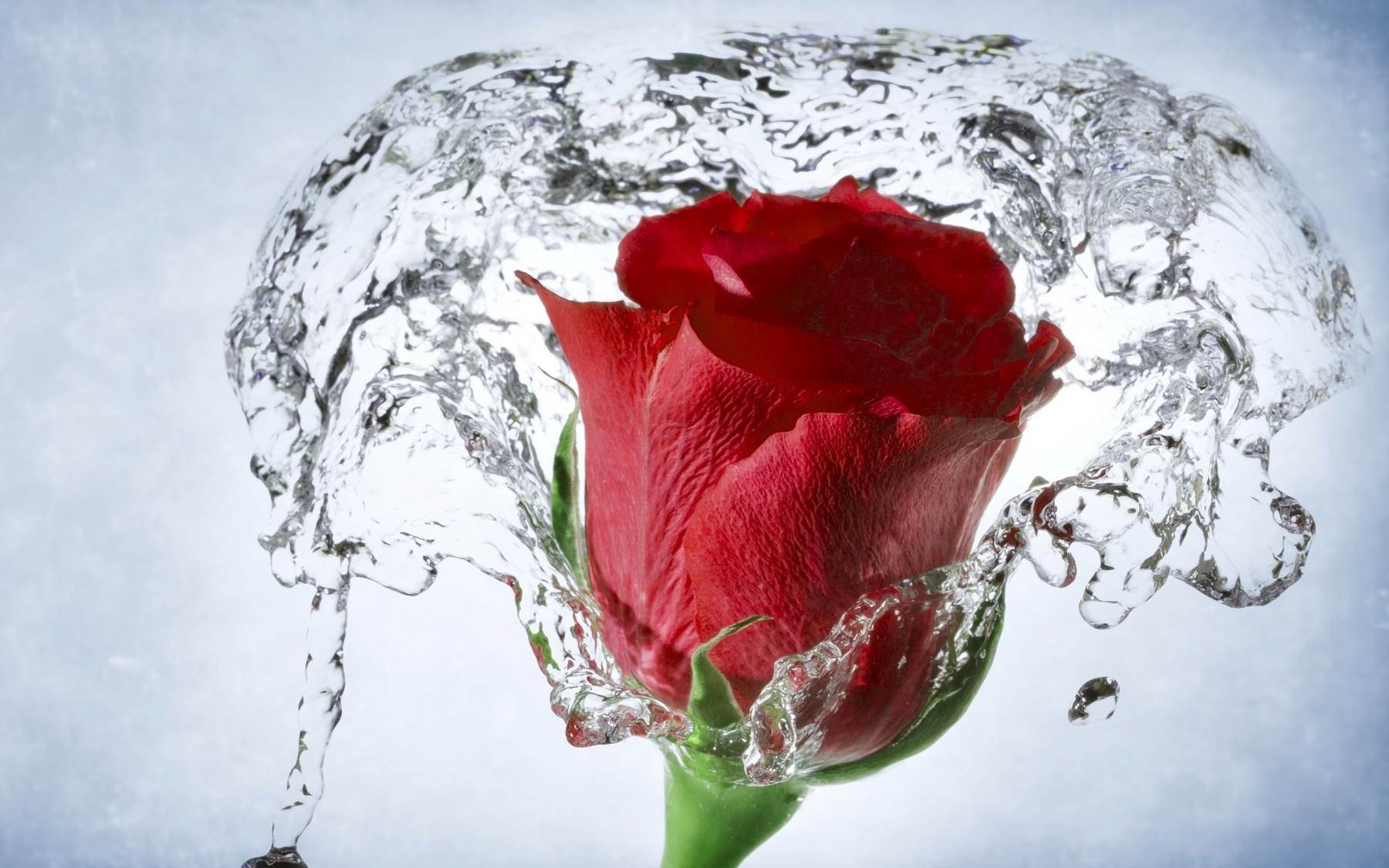 گل های شاداب و زیبا