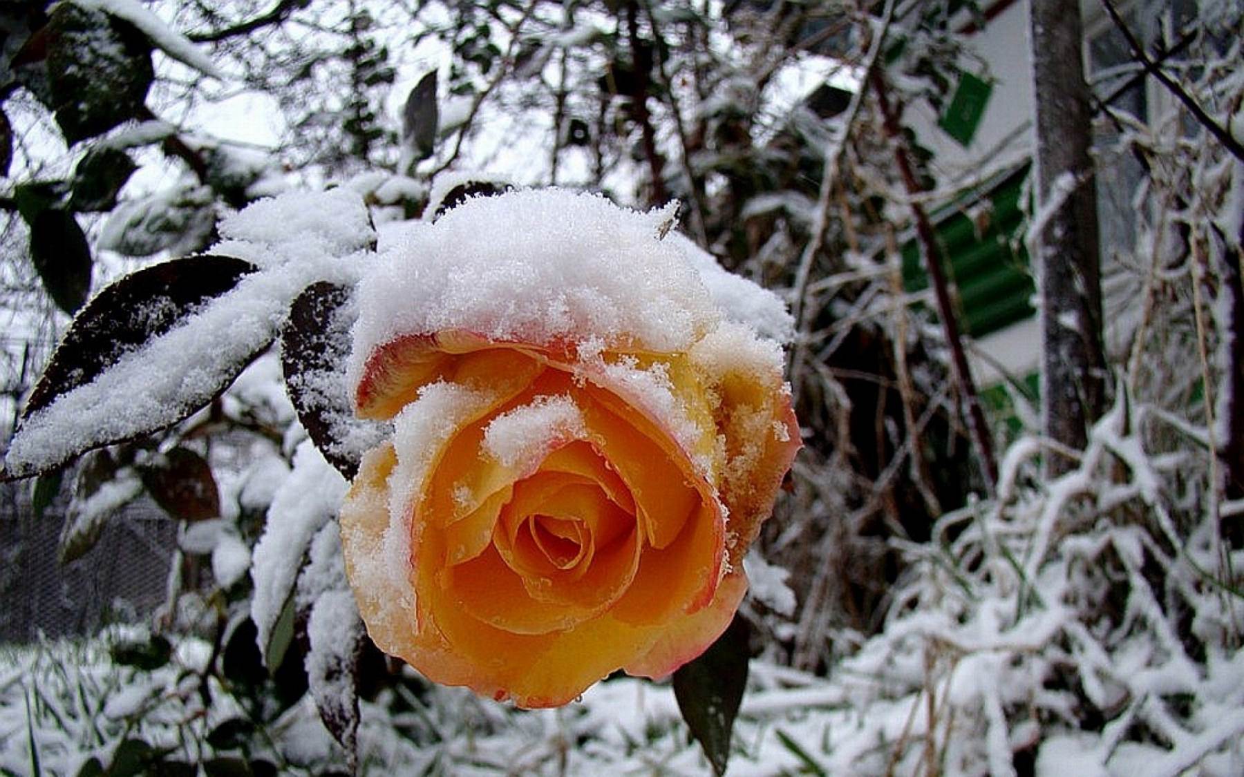 گل های شاداب و زیبا