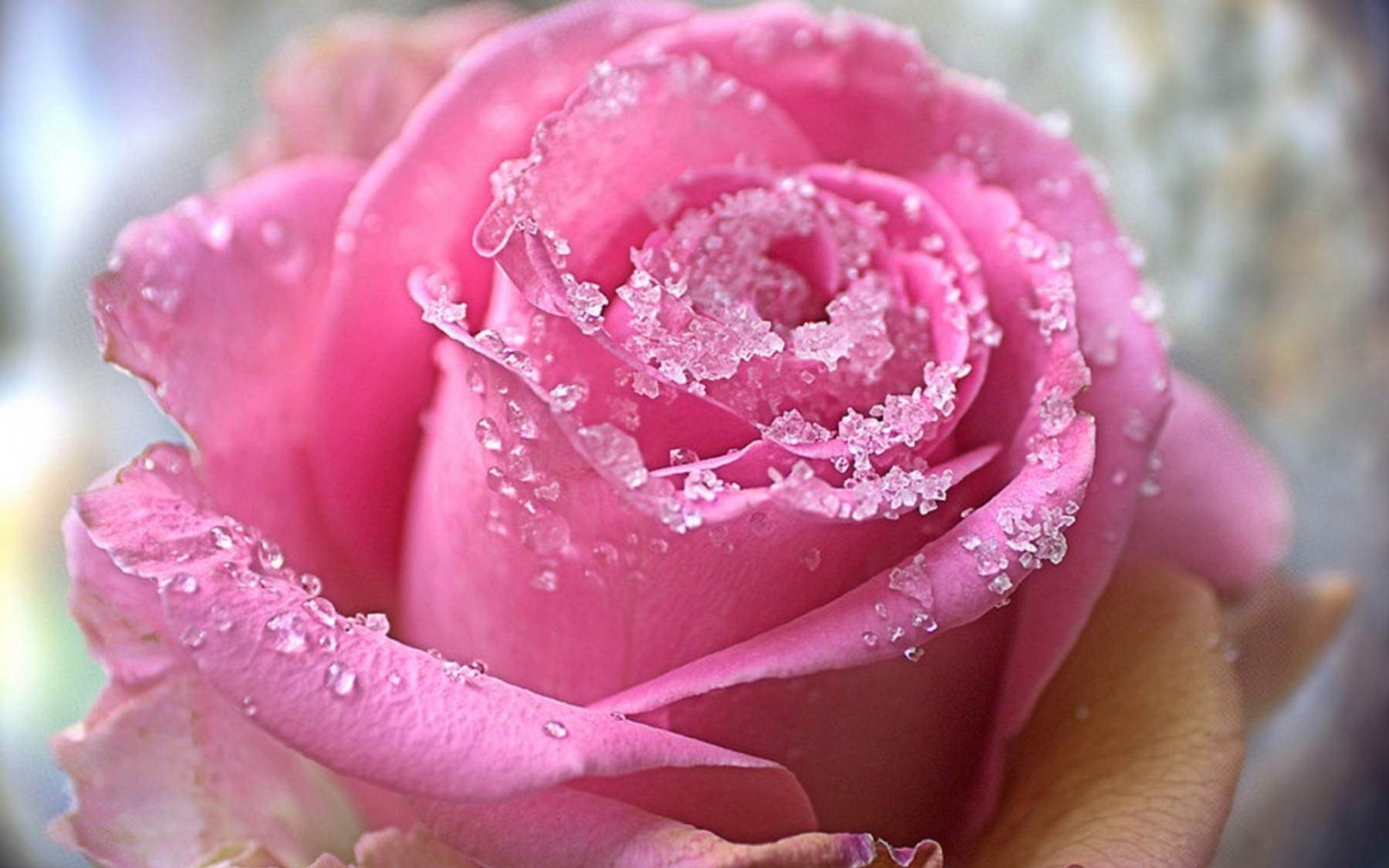 گل های شاداب و زیبا