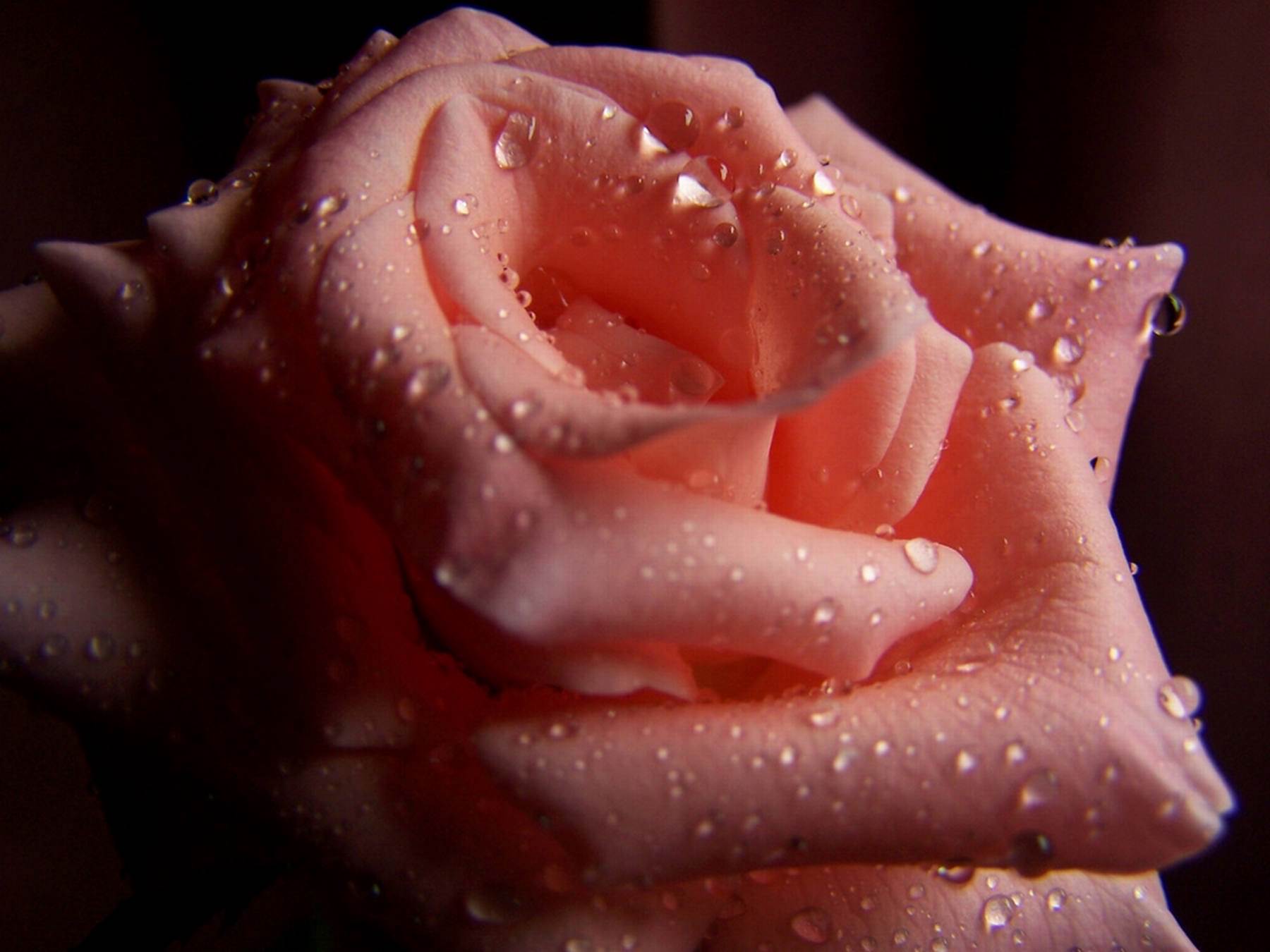 گل های شاداب و زیبا