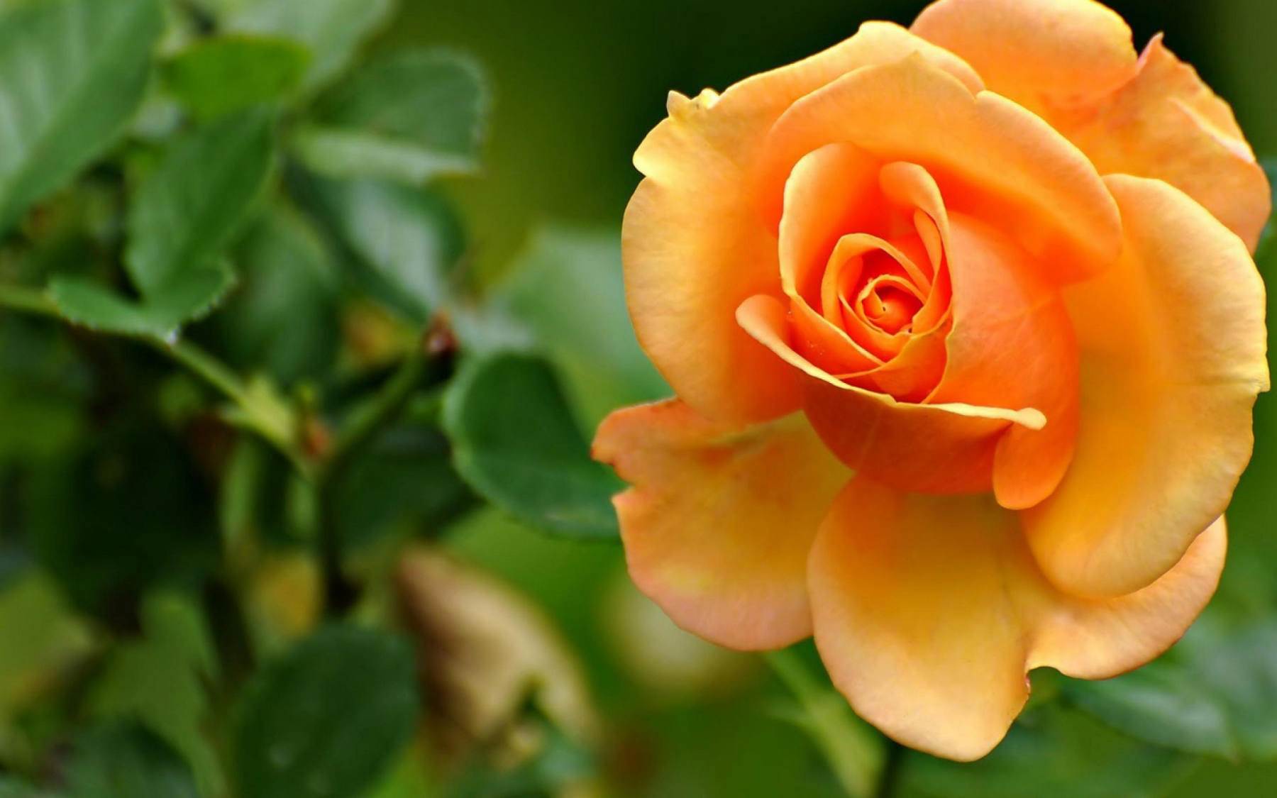 گل های شاداب و زیبا