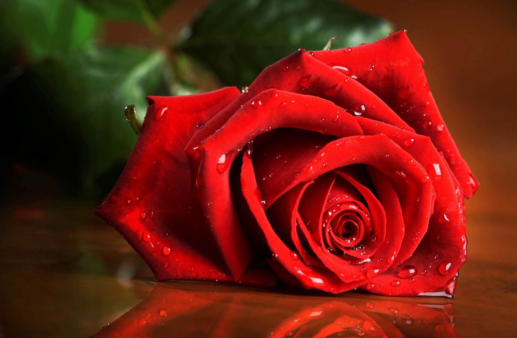 گل های شاداب و زیبا