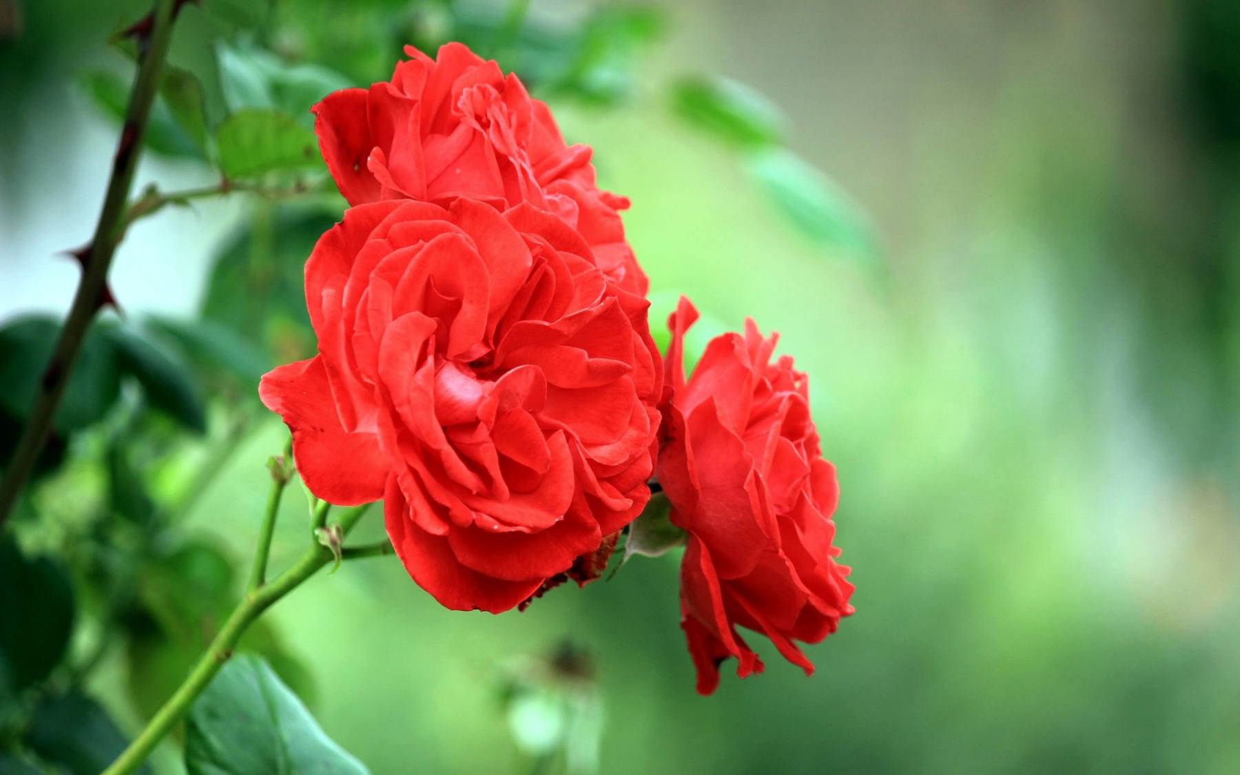 گل های شاداب و زیبا