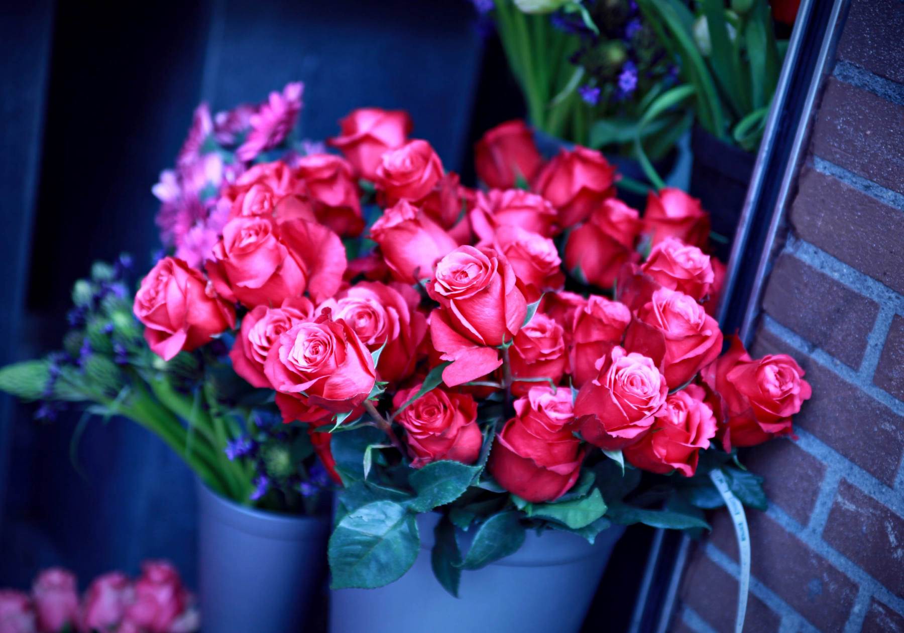 گل های شاداب و زیبا