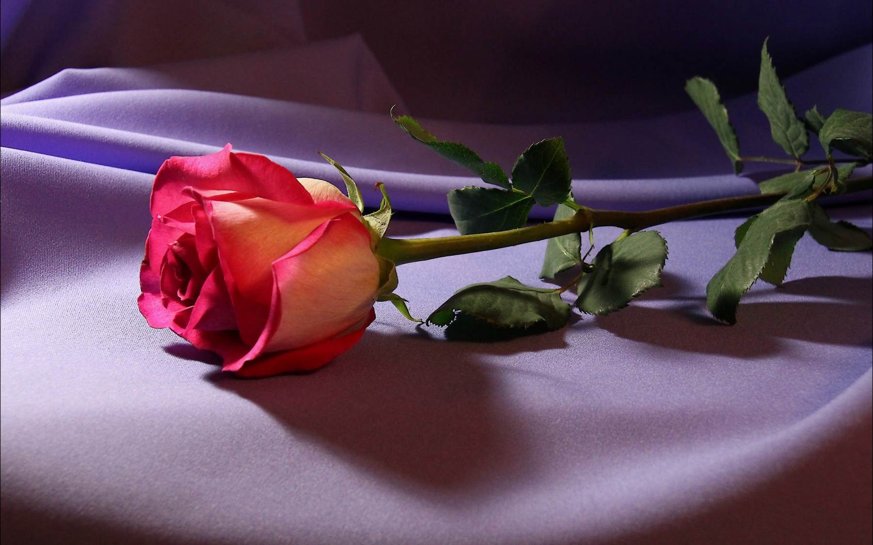 گل های شاداب و زیبا