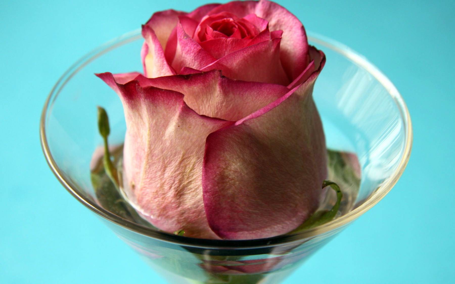 گل های شاداب و زیبا
