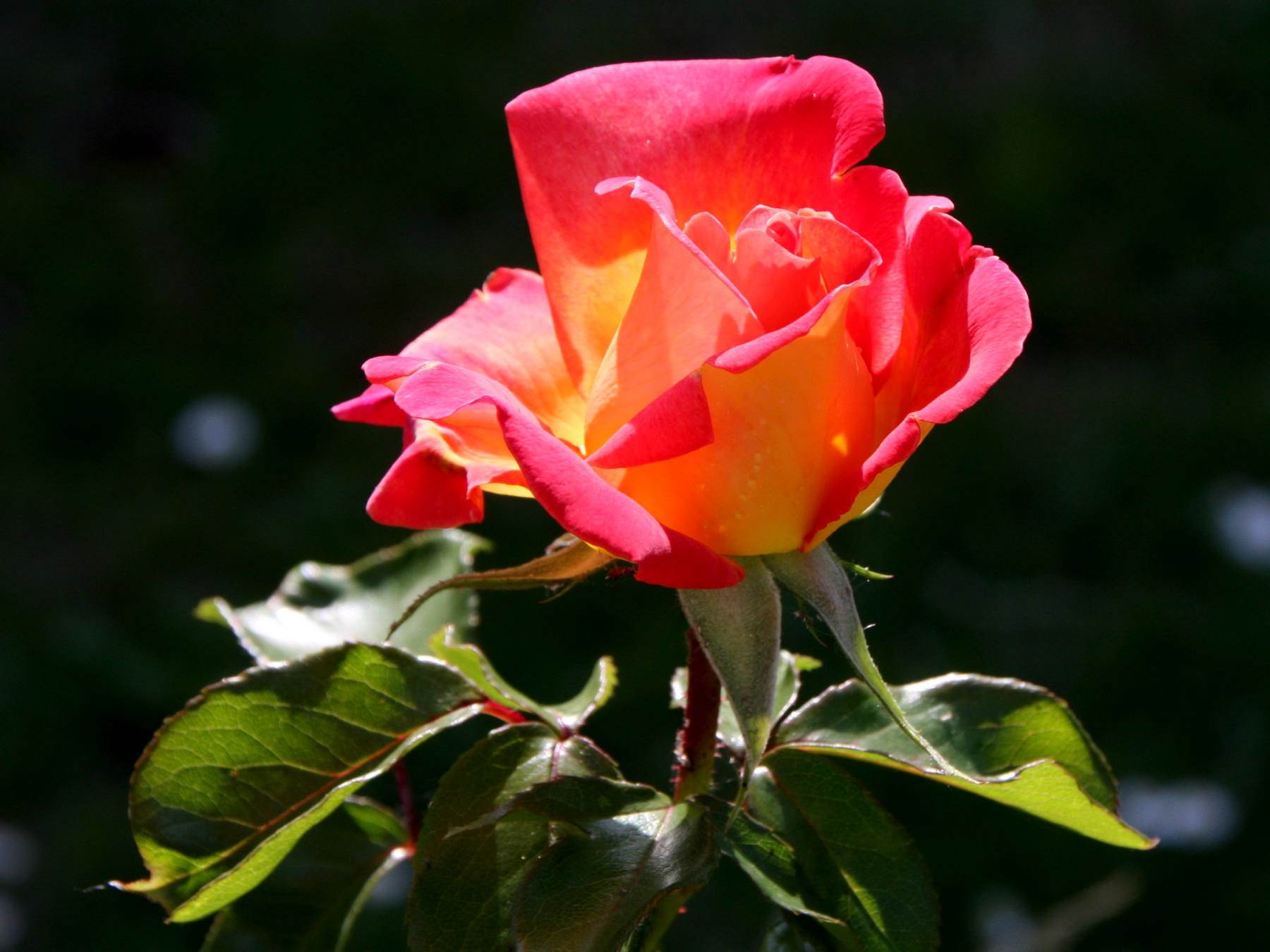 گل های شاداب و زیبا