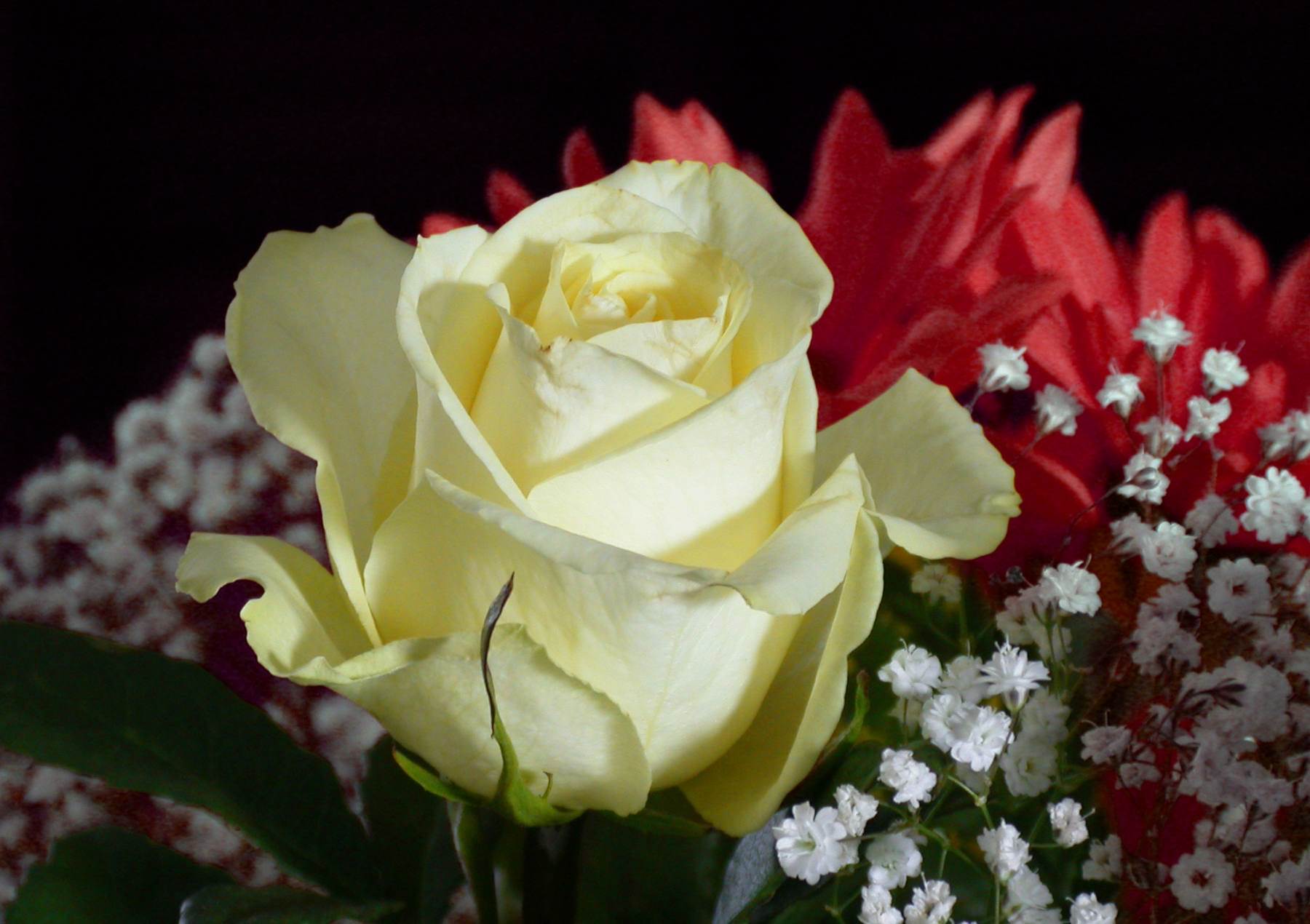 گل های شاداب و زیبا
