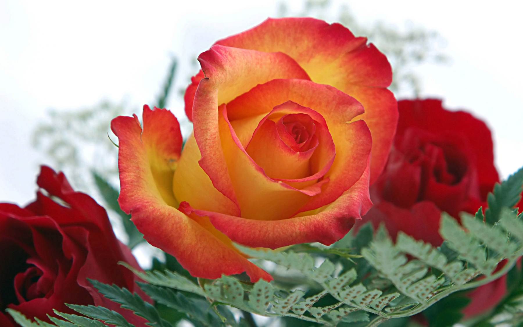 گل های شاداب و زیبا