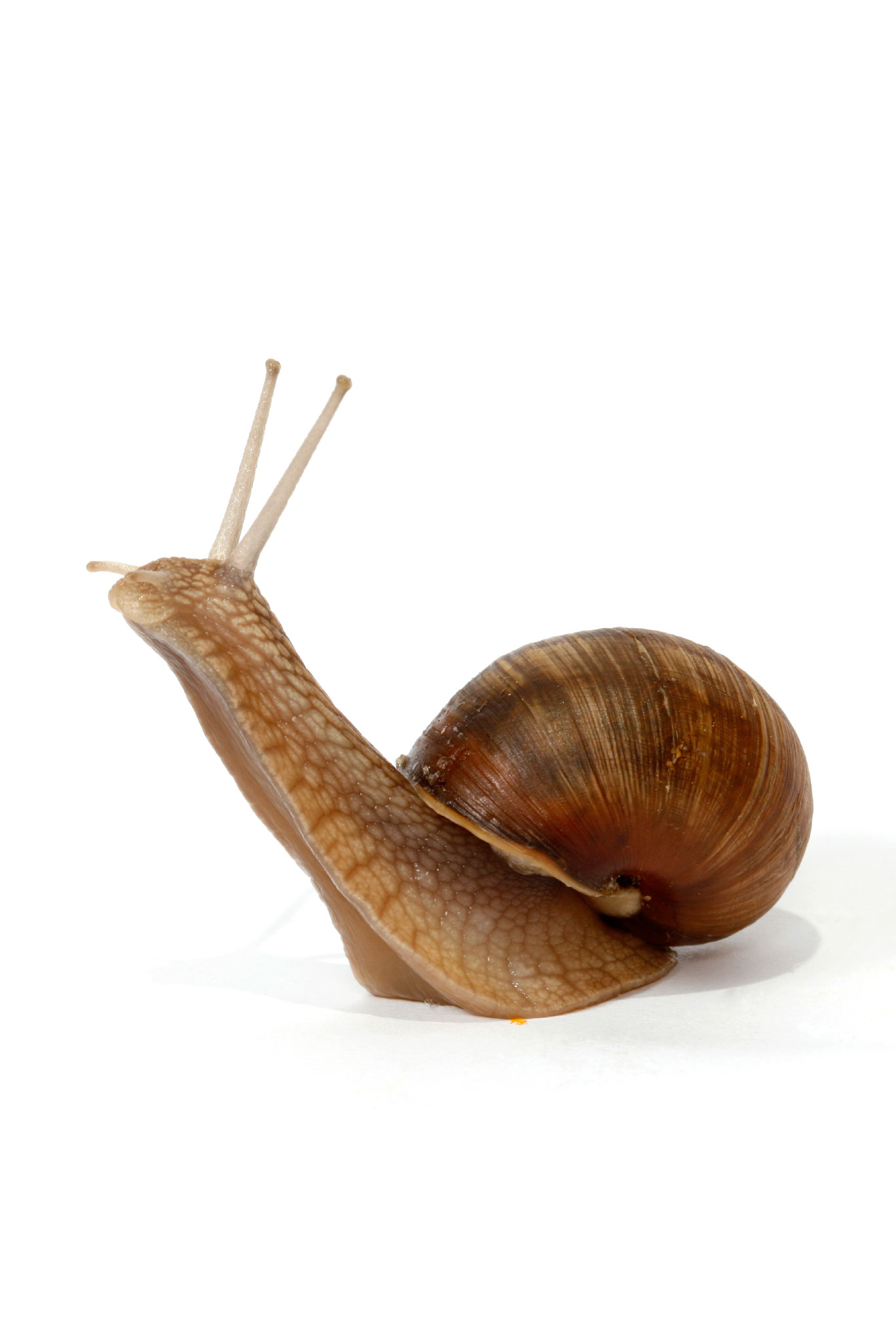 حلزون