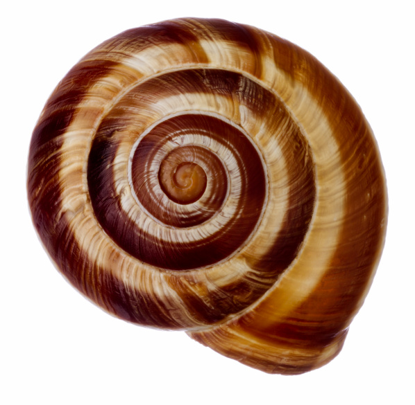 حلزون