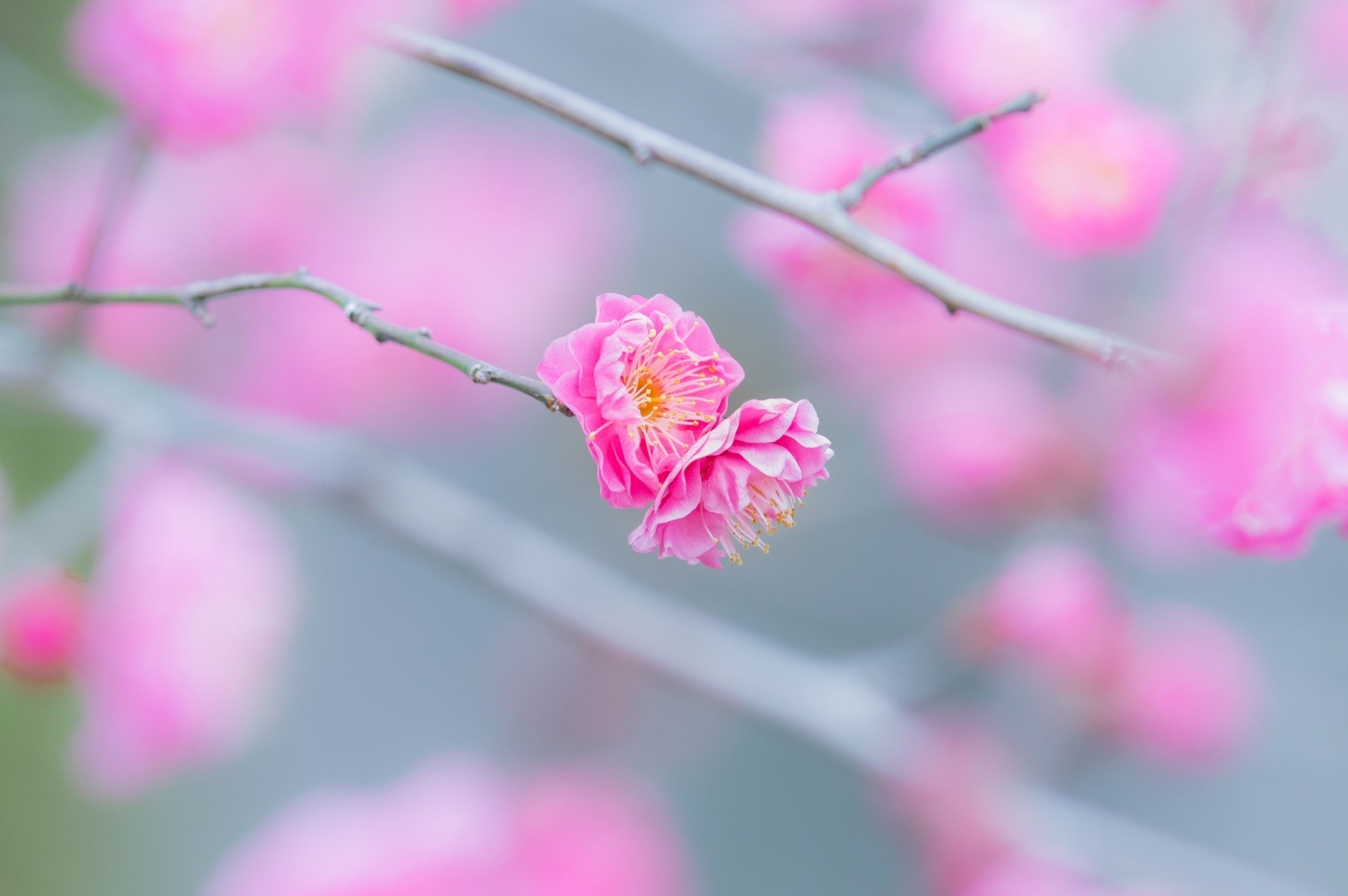 شکوفه های بهاری