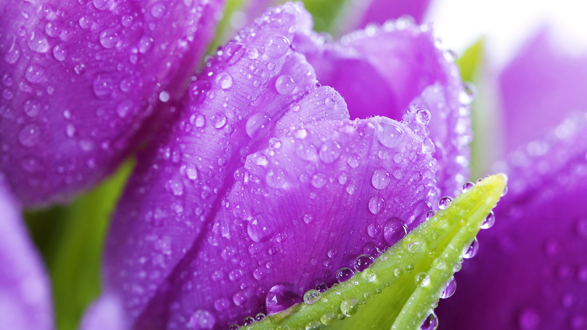 گل های زیبا