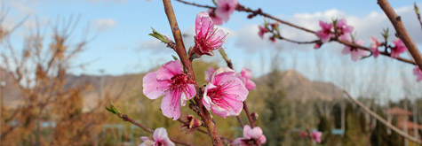 طبیعت بهاری