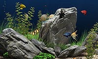 اسکرین سیور ماهی با Dream Aquarium v1.2605 Screensaver