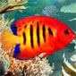  اسکرین سیور آکواریوم ماهی براي نوروز Tropical Fish 3D Screensaver 1.1 Build 6