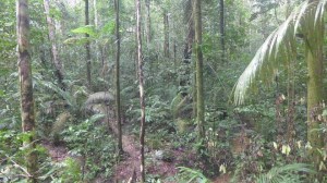 حقایقی درباره ی جنگل های بارانی