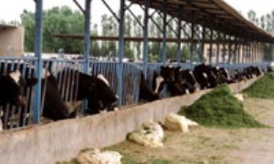 مقایسه عملکرد تولیدی نتاج گاوهای نر هلشتاین داخلی و خارجی در شرایط مختلف اقلیمی ایران (1)