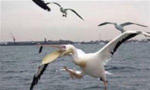 نجات پرندگان دریایی از انقراض