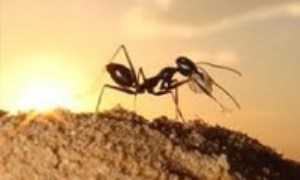 انواع مورچه‌ها