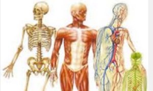 فیزیولوژی و آناتومی انسانی