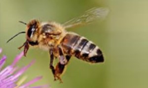 زنبور عسل مصنوعی