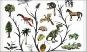 انقراض گونه ها و گونه های جدید