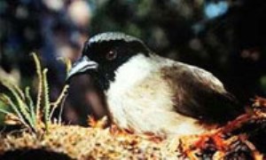 پرندگان بومی هاوایی در معرض خطر انقراض