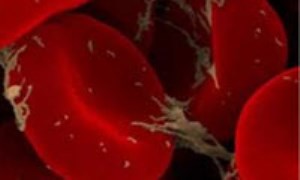 اولین گلبول‌های قرمز خون ساخته شده از سلول‌های بالغ