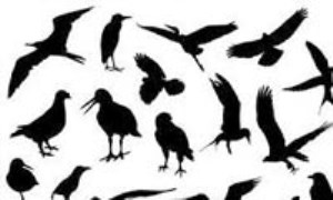 پرندگان منقرض شده در 100 سال گذشته
