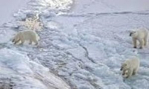 حیوانات تندرای قطب شمال