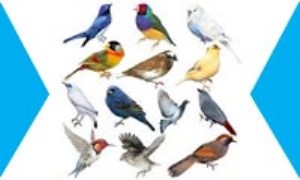 دانشمندان متمایز‌ترین پرندگان موجود در دنیا را از لحاظ تکاملی دسته بندی می‌کنند