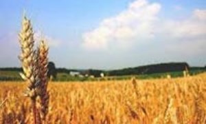 صکوک مزارعه و مساقات؛ ابزار مالی مناسب برای توسعه بخش کشاورزی ایران