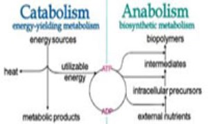 تفاوت میان آنابولیسم و کاتابولیسم