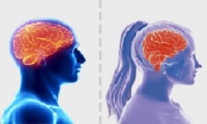 مغز مردان با مغز زنان چه تفاوتی دارد؟
