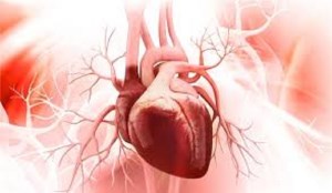سلول‌هایی بنیادی از جفت که می‌توانند بعد از حمله قلبی، قلب را بازسازی کنند