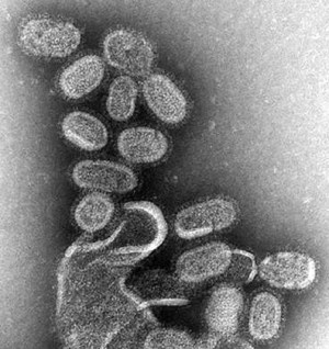 نقشه برداری ساختار ژنوم ویروس آنفولانزای A