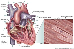 توضیحی در مورد روند انقباض عضلات قلبی